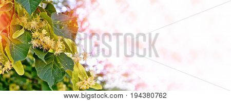Sprig of flowering linden tree on the background of the spring landscape.