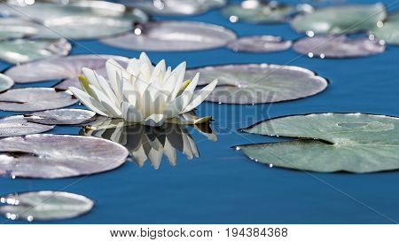 White lotus flower on mirror blue pond surface. Toned and filtered outdoors stock photo with reflection.