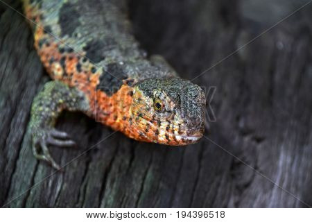 Close Up Portrait Of Chinese Crocodile Lizard