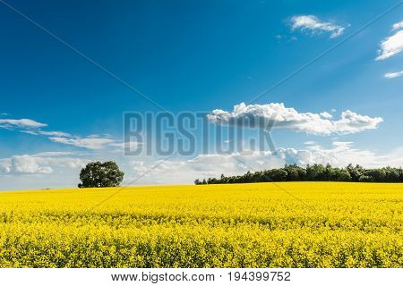 Rapeseed Field And Blue Sky With Clouds On A Sunny Day