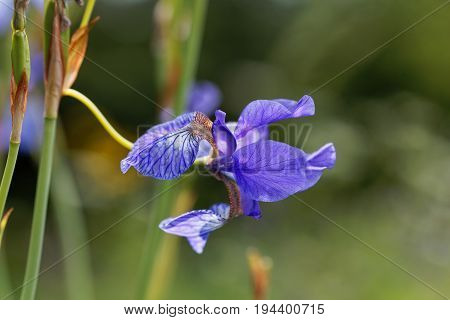 Flower of a Siberian iris (Iris sibirica)