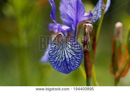 Flower of a Siberian iris (Iris sibirica)