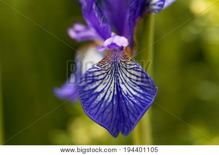 Flower of a Siberian iris (Iris sibirica)
