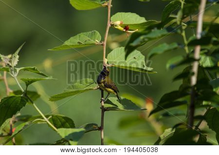 Olive-backed Sunbird, Yellow-bellied Sunbird
