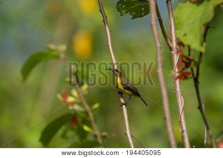 Olive-backed Sunbird, Yellow-bellied Sunbird