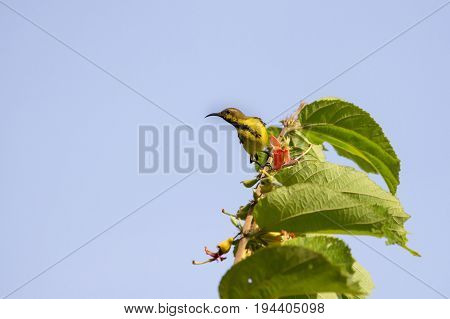 Olive-backed Sunbird, Yellow-bellied Sunbird