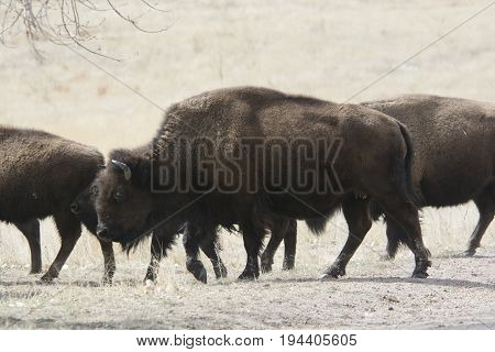 Buffalo walking in a herd in the Rocky Mountian Arsenal wildlife refuge