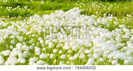 Arctic cotton grass (Eriophorum) field in Kamchatka. Horizontal shot