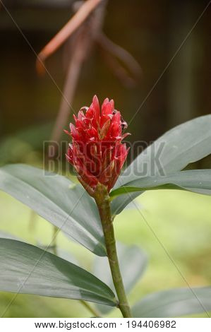red costus speciousus flower in nature garden