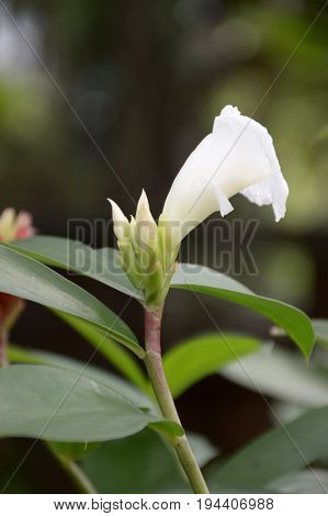white costus speciousus flower in nature garden