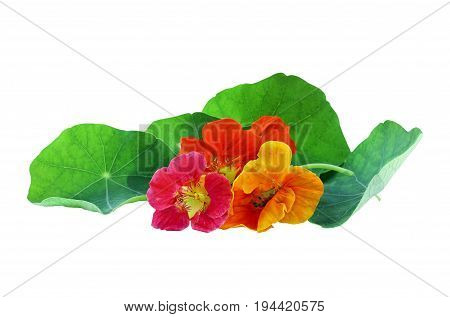 Red orange and yellow Nasturtium flowers isolated on a white background with clipping path included. Available copy space for text.