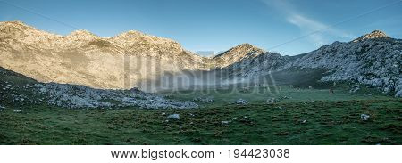 Cows at sunrise in Picos de Europa, Asturias