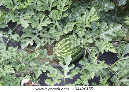 Watermelon In The Vegetable Garden Of A Farmer
