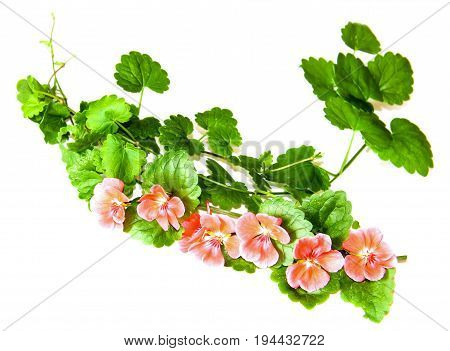 Composition Of Fresh Green Leaves Of The Ground Cover And Bright Pink Flowers Of Geranium