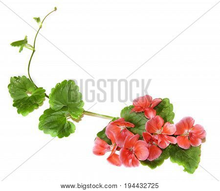 Composition Of Fresh Green Leaves Of The Ground Cover And Bright Pink Flowers Of Geranium