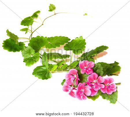 Composition Of Fresh Green Leaves Of The Ground Cover And Bright Pink Flowers Of Geranium