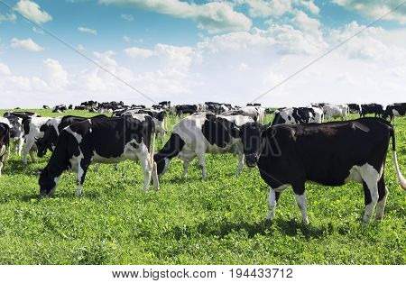 Funny cows grazing on a summer green field