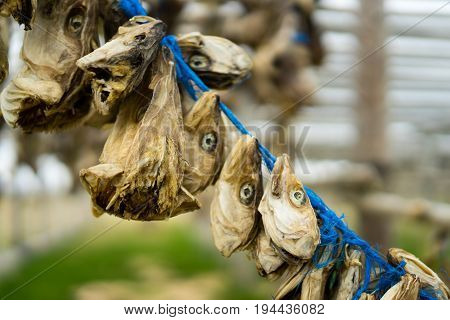 Dried fish has been a staple food of the Icelanders for centuries and it is mentioned frequently in Icelandic tales