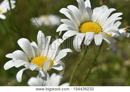 Very pretty pair of blooming common daisies flowering.