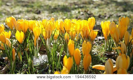 yellow crocus flower in garden sunshine germany