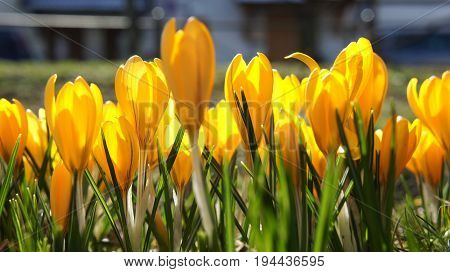 yellow crocus flower in garden sunshine germany