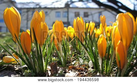 yellow crocus flower in garden sunshine germany