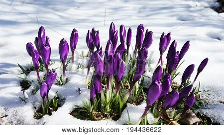 purple color crocus in snow winter germany closeup