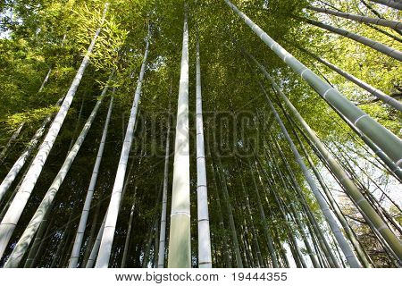 a Bambu erdő
