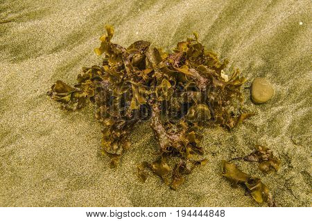 Algae that the sea leaves in the sand of the coast.