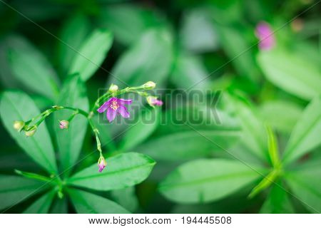 Little purple flowers in the green garden