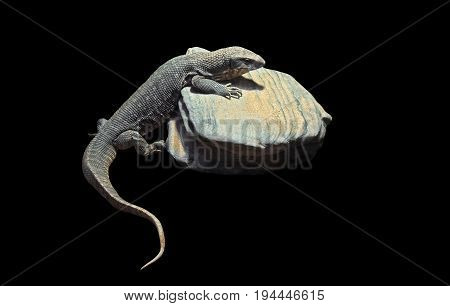 Savannah Monitor with Stone Isolated on Black Background Clipping Path