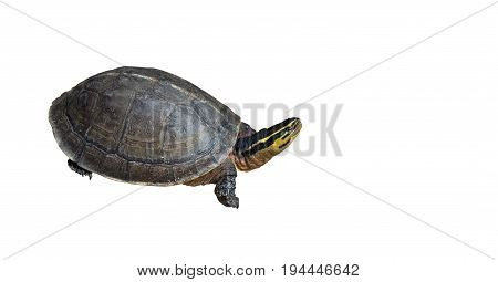 Asian Box Turtle Isolated on White Background