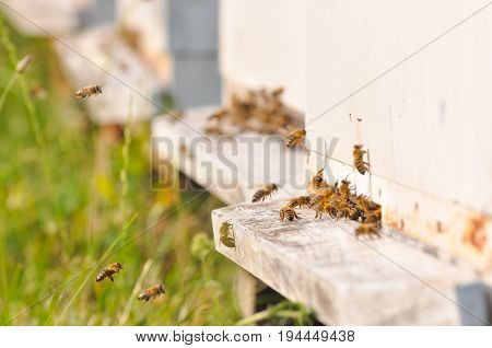 Hives in an apiary. Bees flying to the landing boards and enter the hive, bee flying to hive. Bees defending hive.