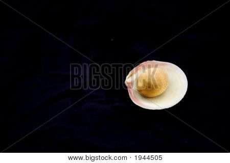 Shellandlemon