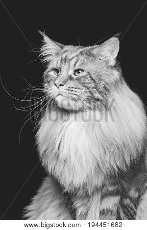 beautiful big maine coon cat. Copy space. Studio shot on black background. Monochrome.