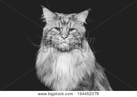 beautiful big maine coon cat. Copy space. Studio shot on black background. Monochrome.