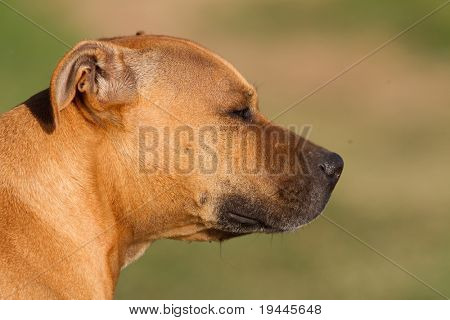 Boxer hlava