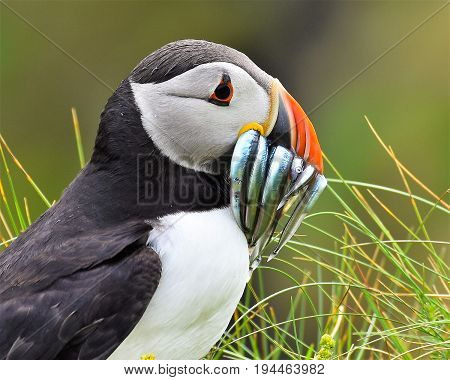 Close up of Puffin with beak full of sand-eels