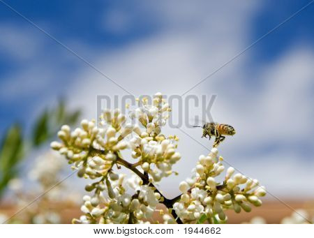 Biene 7 