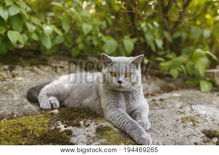 Gray British cat lying outside, in the garden