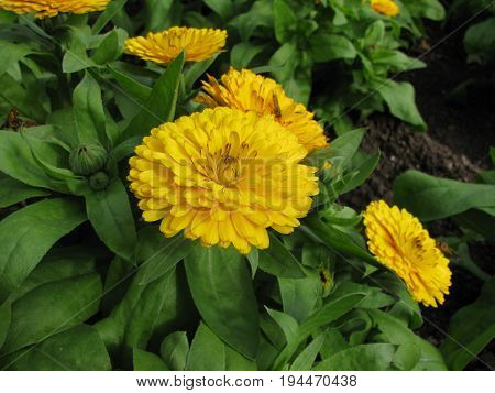 Common marigold, Calendula officinalis, in herb garden