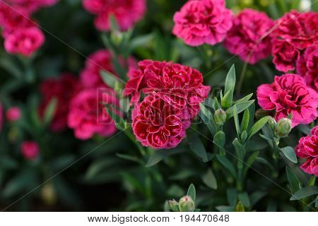 Dark Pink flower closeup. Beautiful summer flowers