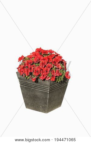 Isolated red flower in pot. Small red flowers