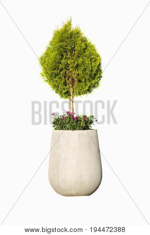 Green plant in a pot isolated on white.