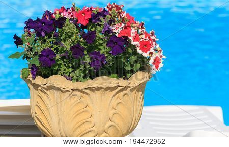 Colorful petunia flowers. Nature beautiful garden. Blue baskground