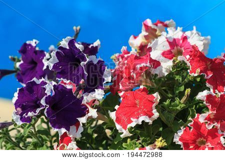 Colorful petunia flowers. Nature beautiful garden. Blue baskground
