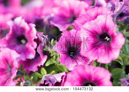 Dark Pink flower closeup. Beautiful summer flowers