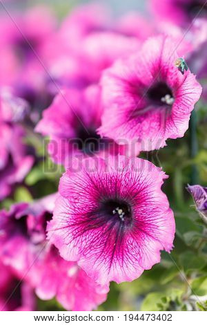 Dark Pink flower closeup. Beautiful summer flowers