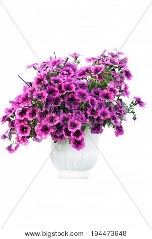 Isolated flowers in pot. Pink summer flowes in white pot. Isolated on white.