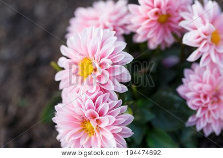 Pink closeup opened flowers with green leafs